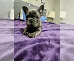 Small #1 French Bulldog