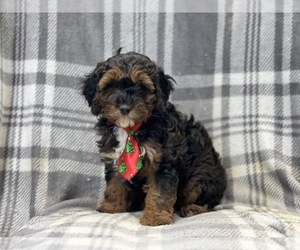Cockapoo Puppy for sale in LAKELAND, FL, USA