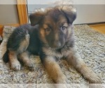 Small Photo #4 German Shepherd Dog Puppy For Sale in JONESBOROUGH, TN, USA