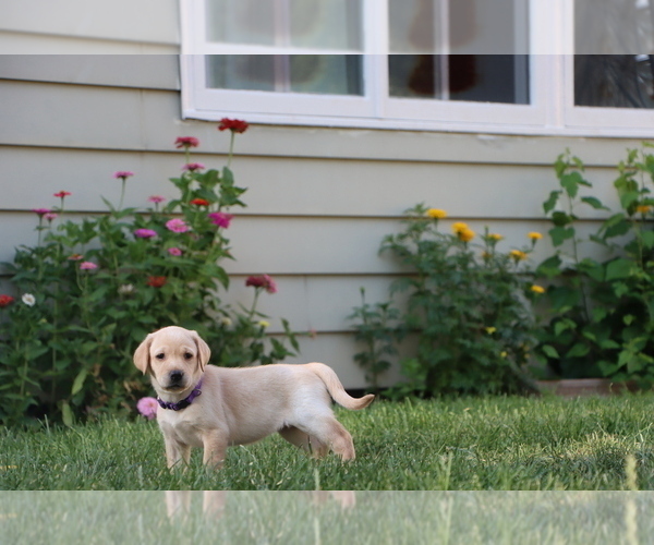 Medium Photo #3 Labrador Retriever Puppy For Sale in NEENAH, WI, USA