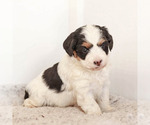 Puppy 4 Miniature Bernedoodle