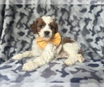 Small #4 Cavapoo