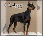 Small #2 Doberman Pinscher