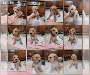 Goldendoodle Puppy for sale in WESTLAND, MI, USA