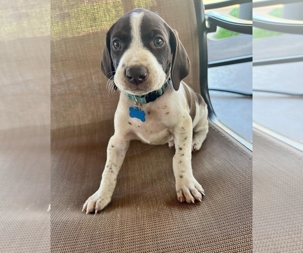 Medium Photo #9 German Shorthaired Pointer Puppy For Sale in RIO LINDA, CA, USA