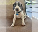 Small Photo #9 German Shorthaired Pointer Puppy For Sale in RIO LINDA, CA, USA
