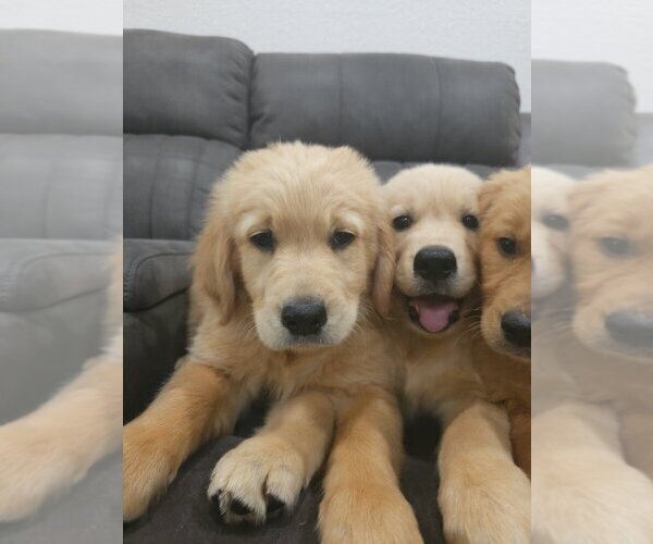 Medium Photo #10 Golden Retriever Puppy For Sale in SACRAMENTO, CA, USA