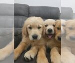 Small #9 Golden Retriever