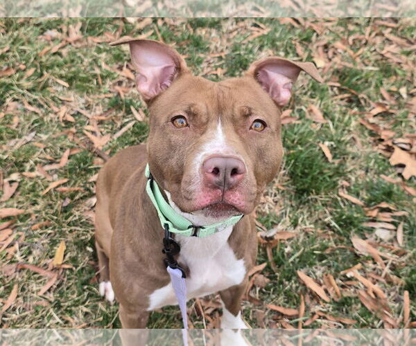 Medium Photo #3 American Pit Bull Terrier-Unknown Mix Puppy For Sale in Millersville, MD, USA