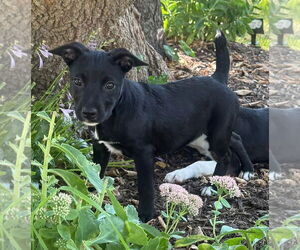 Medium Jack Russell Terrier