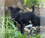 Small Jack Russell Terrier