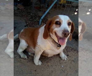 Beagle Dogs for adoption in Apple Valley, CA, USA