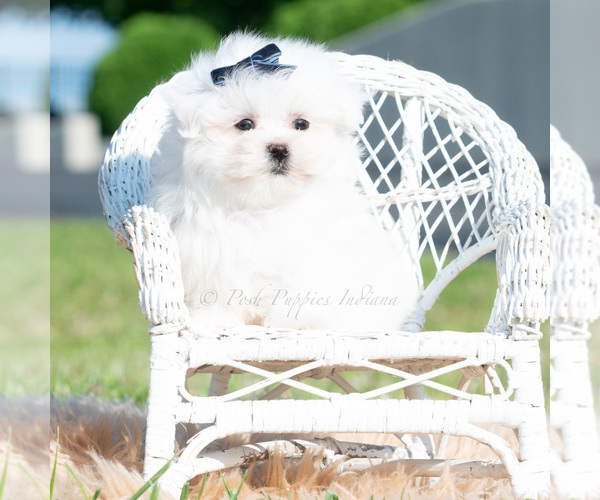 Medium Photo #29 Maltese Puppy For Sale in WARSAW, IN, USA