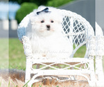 Small #1 Maltese