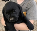 Puppy Luca Labrador Retriever