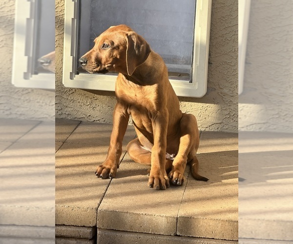 Medium Photo #10 Rhodesian Ridgeback Puppy For Sale in SURPRISE, AZ, USA