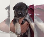 Small German Shepherd Dog