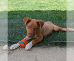 Small Labrador Retriever Mix