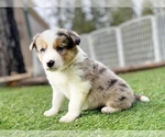 Small #1 Border Collie
