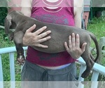 Small Photo #175 Great Dane Puppy For Sale in SPRAGGS, PA, USA