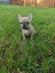 faux frenchie puppies for sale near me