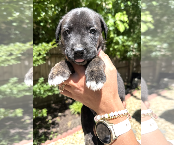 Medium Photo #6 Labrador Retriever-Unknown Mix Puppy For Sale in Rockville, MD, USA