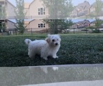 Small #1 Poovanese