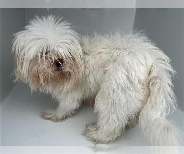Medium Photo #1 Maltese-Unknown Mix Puppy For Sale in Houston, TX, USA