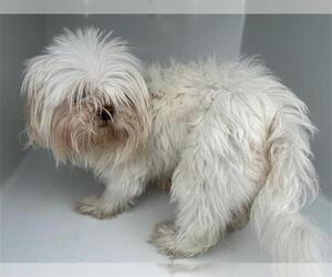 Maltese-Unknown Mix Dogs for adoption in Houston, TX, USA