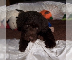 Portuguese Water Dog Puppy for sale in EXETER, PA, USA