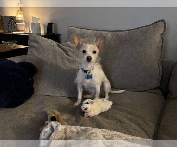 Medium Photo #3 Chihuahua-Unknown Mix Puppy For Sale in Plainfield, IL, USA