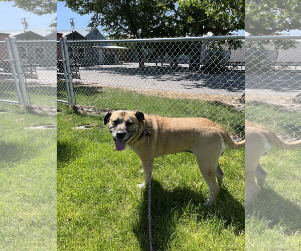Medium Photo #2 Mutt Puppy For Sale in Emmett, ID, USA
