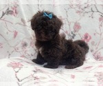 Small #2 ShihPoo