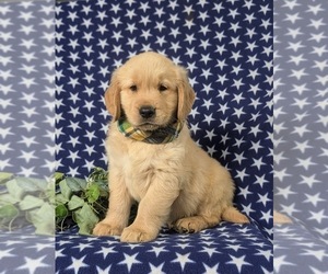 Golden Retriever Puppy for sale in QUARRYVILLE, PA, USA