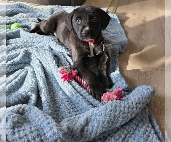 Medium Photo #3 Labbe Puppy For Sale in Princeton, MN, USA