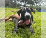 Small #2 American Pit Bull Terrier-Spaniel Mix