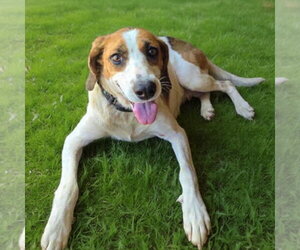 Mutt Dogs for adoption in Rustburg, VA, USA