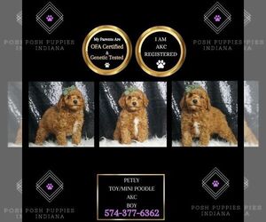 Poodle (Toy) Puppy for sale in WARSAW, IN, USA