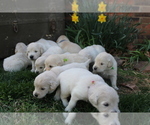 Small Photo #2 Golden Retriever Puppy For Sale in SEYMOUR, MO, USA