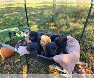 Goldendoodle Litter for sale in EASLEY, SC, USA