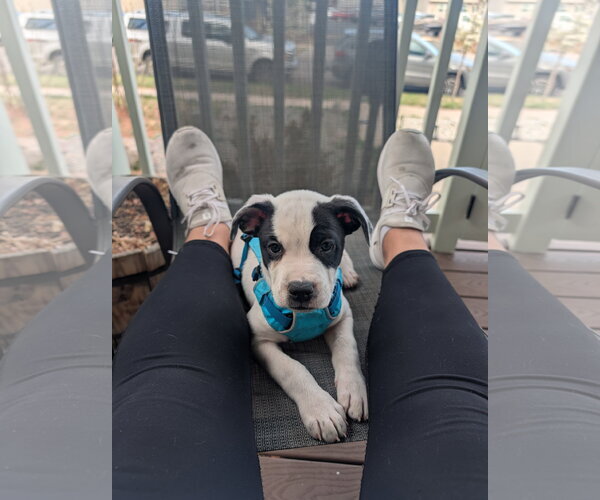 Medium Photo #2 Labrador Retriever-Unknown Mix Puppy For Sale in Aurora, CO, USA