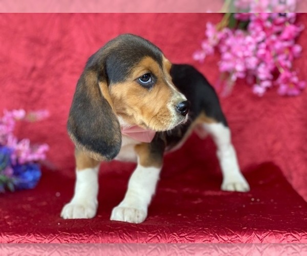 Medium Photo #2 Beagle Puppy For Sale in LANCASTER, PA, USA