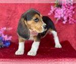 Small Photo #2 Beagle Puppy For Sale in LANCASTER, PA, USA