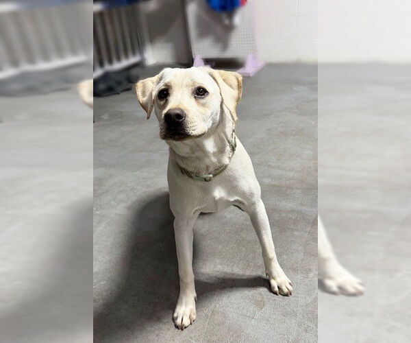 Medium Photo #2 Beagle-Unknown Mix Puppy For Sale in Genesee, WI, USA