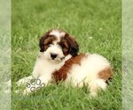 Small #2 Bernedoodle (Miniature)