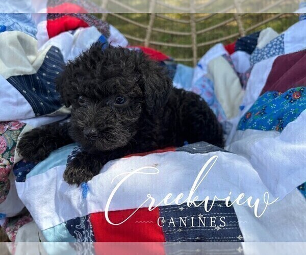 Medium Photo #38 Schnoodle (Miniature) Puppy For Sale in NIANGUA, MO, USA