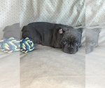 Puppy London Fog Faux Frenchbo Bulldog