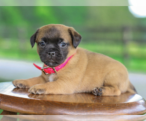 Jug Puppy for sale in LIBERTY, KY, USA