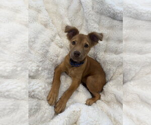 Lacy - Female Golden Retriever-Unknown Mix Dog for Adoption - Photo #2