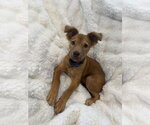 Small Photo #2 Golden Retriever-Unknown Mix Puppy For Sale in Brooklyn Center, MN, USA